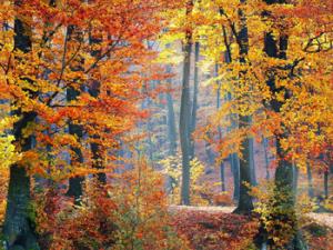 La acción conjunta del viento y de la luz explican cómo ha surgido la forma de los árboles a lo largo de la evolución. / valiunic (PIXABAY)