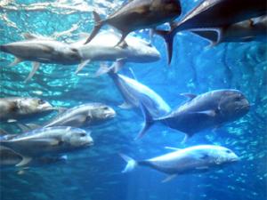 Banco de atunes. / Magalie L'Abbé (FLICKR)