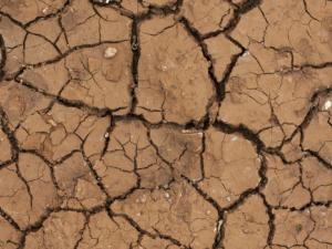 El informe señala que hasta la mitad de las especies de plantas y animales en las áreas naturales más ricas del mundo podrían enfrentarse a una extinción local hacia finales de este siglo. / Engin_Akyurt (PIXABAY)