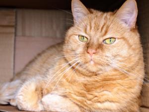 Gato en una caja. / 3dman_eu (PIXABAY)