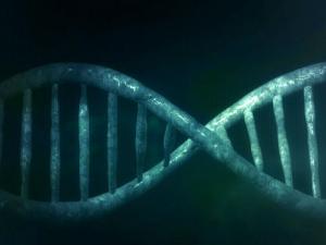 Más de 1.000 genes están asociados a la inteligencia. / PublicDomainPictures (PIXABAY)