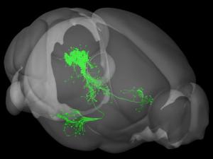 Un grupo de neuronas dopaminérgicas en la sustancia gris central detecta eventos desagradables e instruye a la amígdala para almacenar estas experiencias en la memoria del miedo. /  Allen Institute for Brain Science