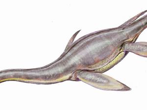 El calcio de los dientes revela sus secretos