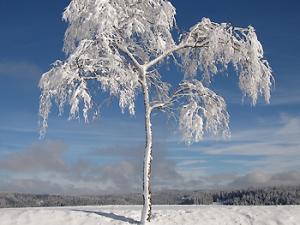 Árbol nevado. / Max Pixel