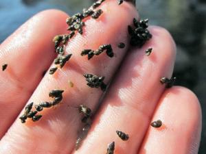 Potamopyrgus antipodarum. / FISHBIO