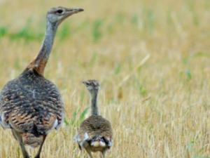 Hembra de avutarda, Otis tarda, con su pollo. / Franz Kovacs