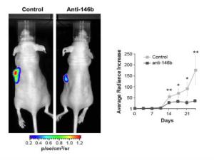 Células tumorales tiroideas humanas se inyectan en el ratón para generar un tumor. El tamaño del tumor disminuye, respecto al control, en los animales en los que se bloquea el microRNA-146b. Derecha: cuantificación del crecimiento en el transcurso del tratamiento. / UAM