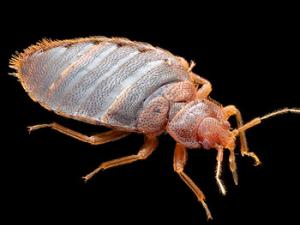 Macho adulto de Cimex lectularis o chinche. / AFPMB (FLICKR)