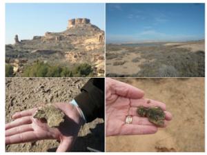 Las cianobacterias son bioindicadores del cambio climático