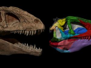 Izq: 'Pepito' conserva un esqueleto prácticamente completo y articulado. Incluso preserva las escamas del pie y la cola. Dcha: Cráneo digitalizado en 3D. Permite su manipulación e incluso impresión, gran ventaja en investigación y museística. / UAM-UNED