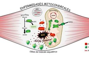 Distintas enfermedades mitocondriales convergen en la misma huella metabólica: el daño oxidativo de las proteínas. / UAM