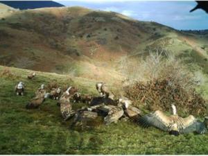 Buitres, lobos, osos y otras especies de mamíferos carnívoros y aves rapaces se benefician de la nueva legislación europea que permite dejar de nuevo carroñas de ganado en el campo, en zonas de alimentación designadas por las autoridades. / Patricia Mateo-Tomás y Pedro P. Olea.