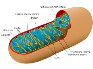Diagrama de una mitocondria. / Aibdescalzo (WIKIPEDIA)