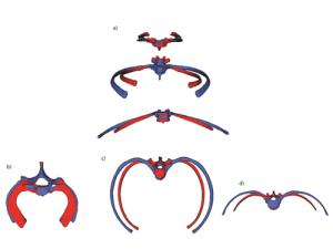 Forma media del tórax neandertal (azul) comparado con el de H. sapiens (rojo), estudiado a nivel de caja torácica superior (costilla 1), media (costilla 5) e inferior (costilla 11). La caja torácica neandertal es mucho más amplia que la de Homo sapiens, lo cual es más evidente a nivel medio e inferior. /Journal of Human Evolution.