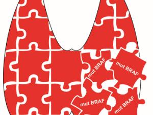 Esquema representando una glándula tiroidea como un puzzle. La desorganización de estas piezas por la mutación del oncogén BRAF (mut) es determinante junto con la edad para el mal pronóstico. / UAM