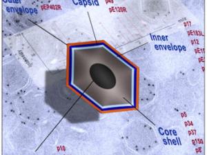 Representación de la arquitectura molecular del virus de la peste porcina africana y de las técnicas empleadas para su estudio (espectrometría de masas e inmunomicroscopía electrónica). /Journal of Virology