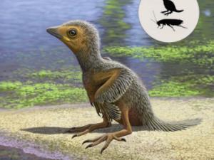 Reconstrucción del aspecto del pollo de ave cretácica de Las Hoyas (Cuenca). Arriba, a la derecha, escala gráfica de tamaño. / Realizado por Raúl Martín.