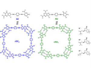 Monómeros GC y AU y sus correspondientes especies tetraméricas cíclicas formadas a través de enlaces de hidrógeno de tipo Watson-Crick. /UAM