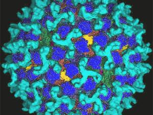 Bluetongue virus. / AJC1 (FLICKR)