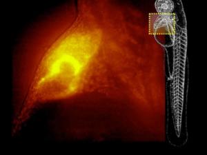 4D-Nature Qls-scope. / UC3M