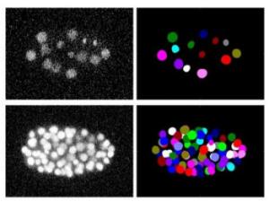 Ejemplo del análisis de un vídeo sobre el desarrollo embrionario de un gusano C.elengans. La columna izquierda muestra las imágenes originales adquiridas con un microscopio óptico. La columna derecha, el resultado del análisis: cada círculo de color identifica a una de las células. / Cell Tracking Challenge