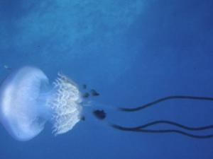 Rhizostoma luteum. / Ignacio Franco (WIKIMEDIA)