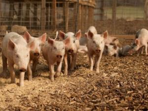 Más de 9.000 pollos y cerdos se han analizado en la Unión Europea en este estudio. / Brian Johnson & Diane Kantner (FLICKR)