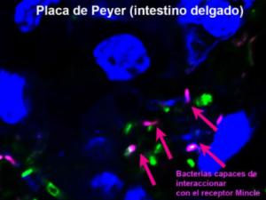 El resultado abre nuevas vías para el tratamiento de enfermedades como colitis o Crohn. / Salvador Iborra.