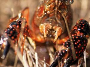 El cangrejo de río está protegido en España. / Javier Pais (FLICKR)