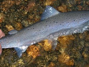 La sobrepesca desde la década de 1970 fue uno de los factores que redujo el número de salmones, a los que se une hoy el cambio climático. / Juan Delibes. 