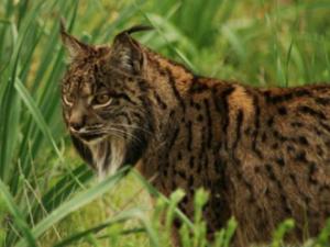 Más de la mitad de los linces fallecidos en 2017 fueron atropellados. / UCM