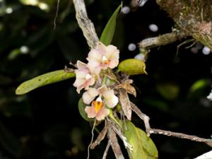 Una <i>Rodriguezia granadensis</i> en un árbol. / Luis Pérez