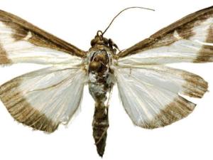 Uno de los individuos de Cydalima perspectalis encontrados en el Real Jardín Botánico. / Antonio Vives Moreno