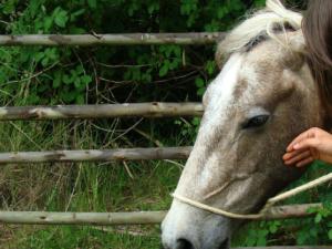 La hipoterapia mejora, entre otros síntomas, la fatiga de los pacientes con Em. M. Francisco Javier Argel (https://flic.kr/p/dBvTd5) (CC BY-NC 2.0)