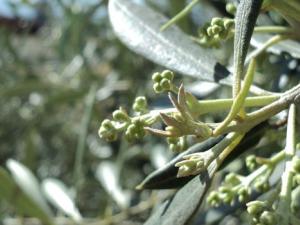 La bacteria es responsable de la muerte de centenares de especies, entre ellas el olivo. / D. Murgía (UCM)