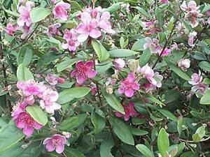 Rhodomyrtus tormentosa. / Universidad de Córdoba