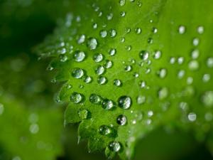 Al contabilizar el transporte no difusivo de gases, la nueva teoría es fundamental para calcular la eficiencia del uso de agua de las plantas y la concentración de CO<sub>2</sub> en su interior. / Skitterphoto (PIXABAY)