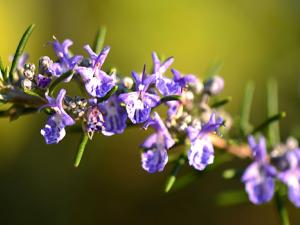 Romero en flor. / (PXHERE)