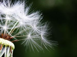 Desarrollan un algoritmo matemático que eleva el porcentaje de acierto en la clasificación del polen al 97 por ciento