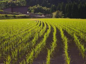 Tierra sembrada de arroz. / PIXABAY