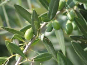 Los resultados concluyeron que ni los huesos enteros ni los triturados sirven como agregados de morteros puesto que no llegaron a fraguar. / vargazs (PIXABAY)