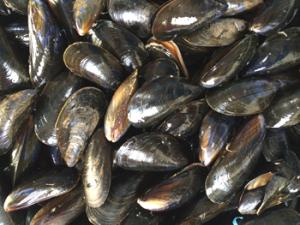 El principal problema para el cultivo del mejillón es la acumulación de toxinas provenientes de las floraciones de microalgas -comúnmente conocidas como mareas rojas- que están amenazando seriamente el cultivo de este y otros bivalvos marinos en Galicia. / joycemay (PIXABAY)