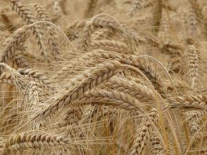 Espigas de trigo. / Hans (PIXABAY)