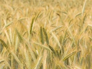 Los secretos que guardan los bancos de germoplasma