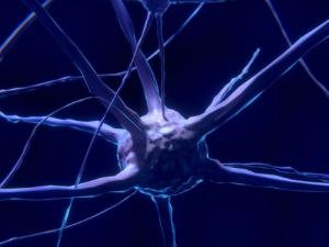 Descubren que el citoesqueleto de las neuronas está implicado en la enfermedad de Alzheimer