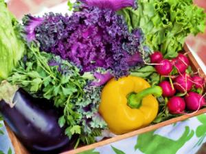 "Una de las principales aplicaciones de la introgresiómica es el desarrollo de variedades con una mayor resiliencia y adaptadas a cambio climático" (Mario Plazas, IBMCP). / jill111 (PIXABAY)