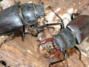 Ciervos volantes /  Manuel Coira Senra, La Coruña (2013)