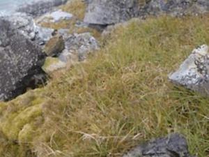 Advierten del riesgo de una invasión de especies vegetales en la Antártida