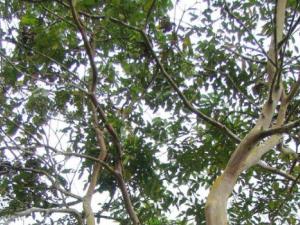 La estrategia de los árboles tropicales para capturar luz