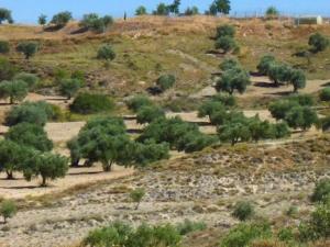 Fragmentos de plantas especialistas de yesos rodeados de olivares en las inmediaciones de Chinchón (Madrid), donde se realizó el estudio. / URJC